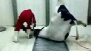 HAMİLE İNEK VE YAVRUSUNU VAHŞİCE KESTİLER