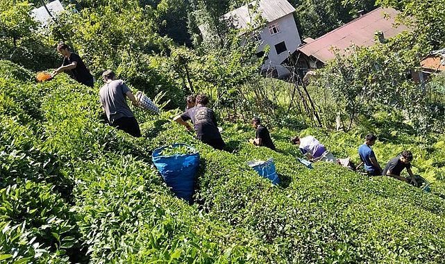Türkiye Şampiyonası masraflarını çay toplayarak çıkardılar